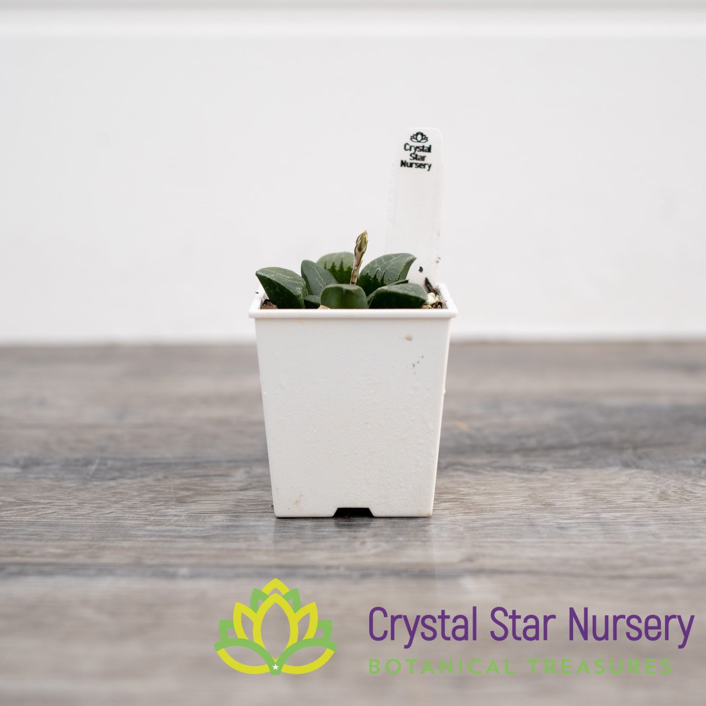 Haworthia Bayeri (SP014)