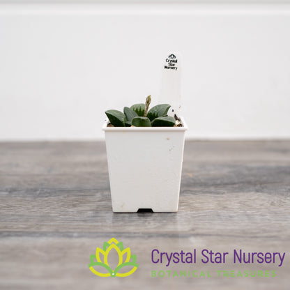Haworthia Bayeri (SP014)