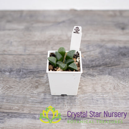 Haworthia Bayeri (SP014)