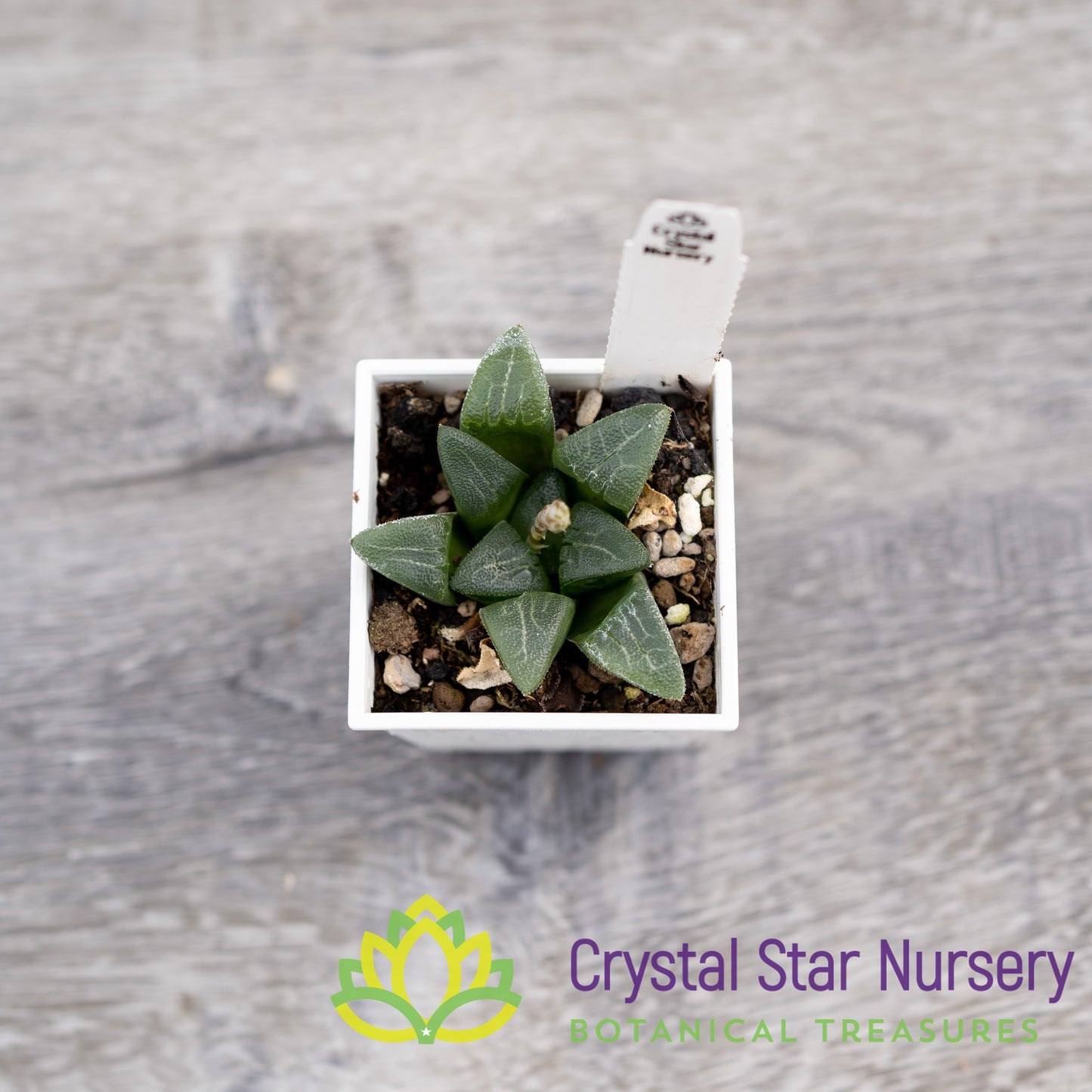 Haworthia Bayeri (SP014)