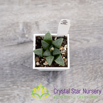 Haworthia Bayeri (SP014)