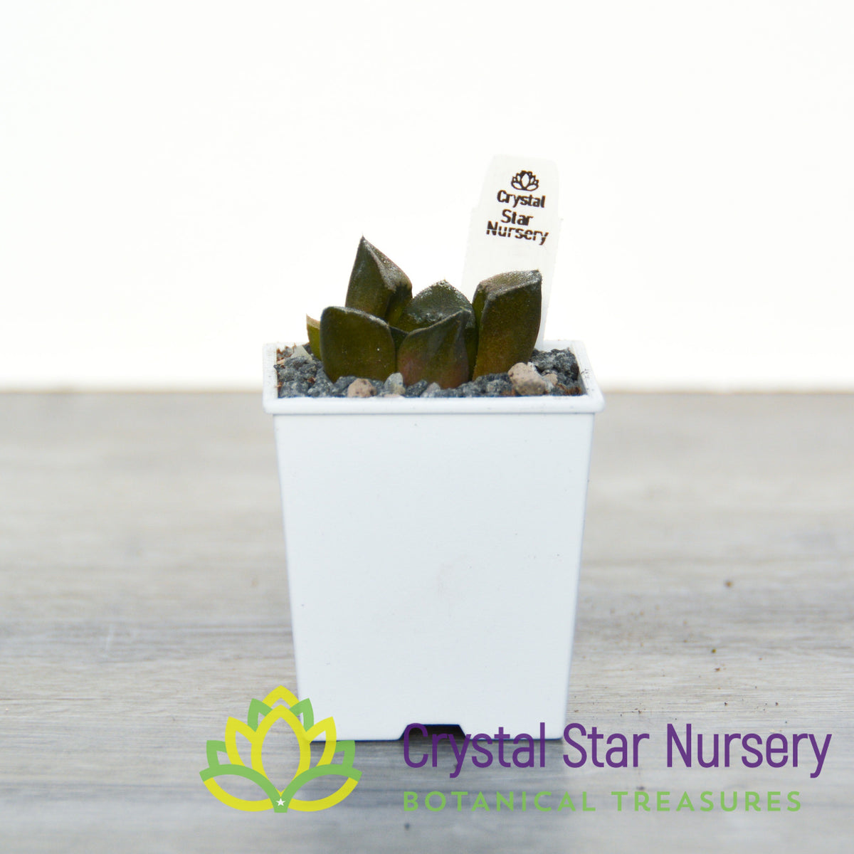 Haworthia Comptoniana &#39;Hankage&#39; (LS016)