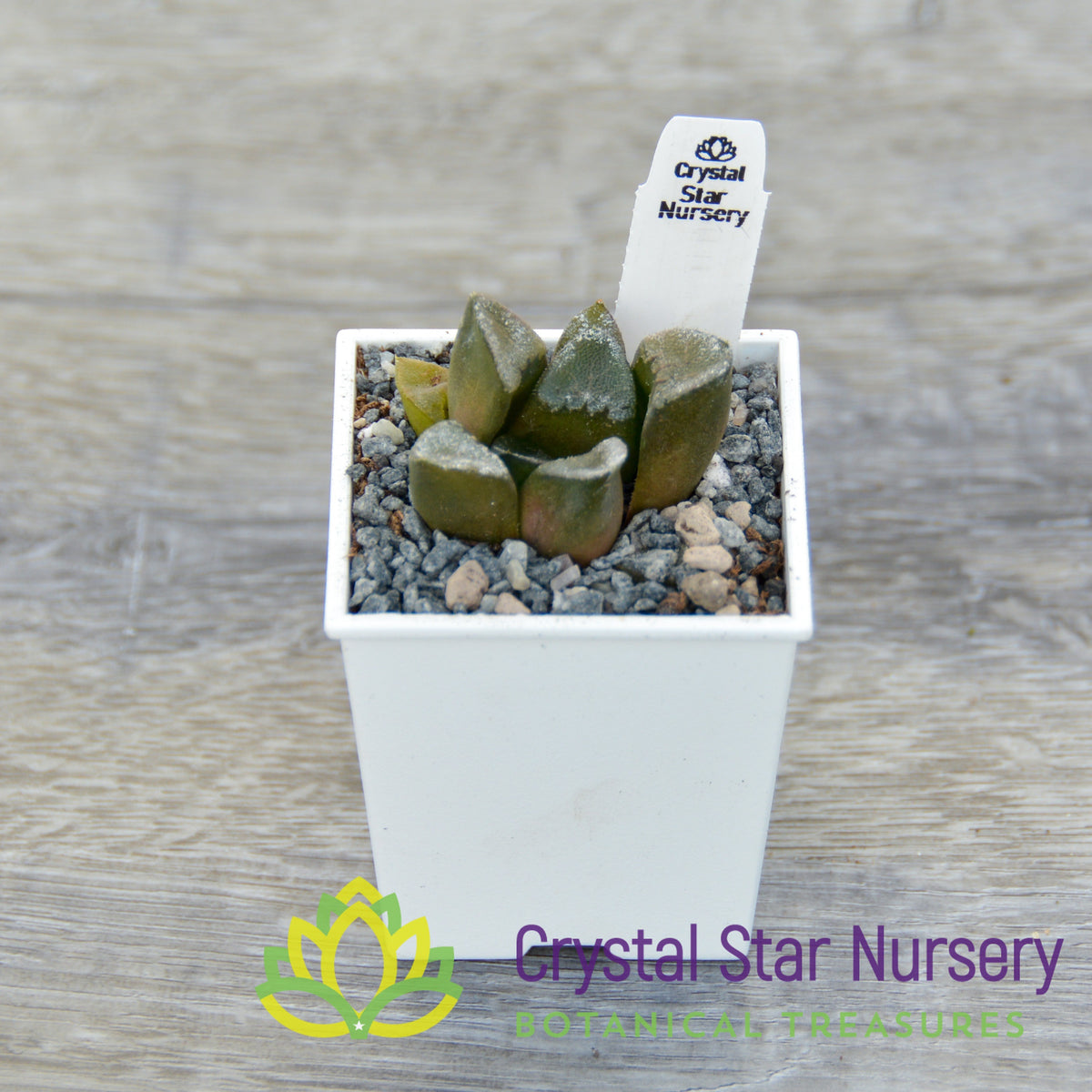 Haworthia Comptoniana &#39;Hankage&#39; (LS016)
