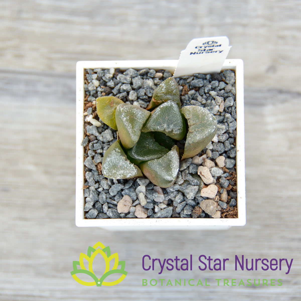 Haworthia Comptoniana &#39;Hankage&#39; (LS016)