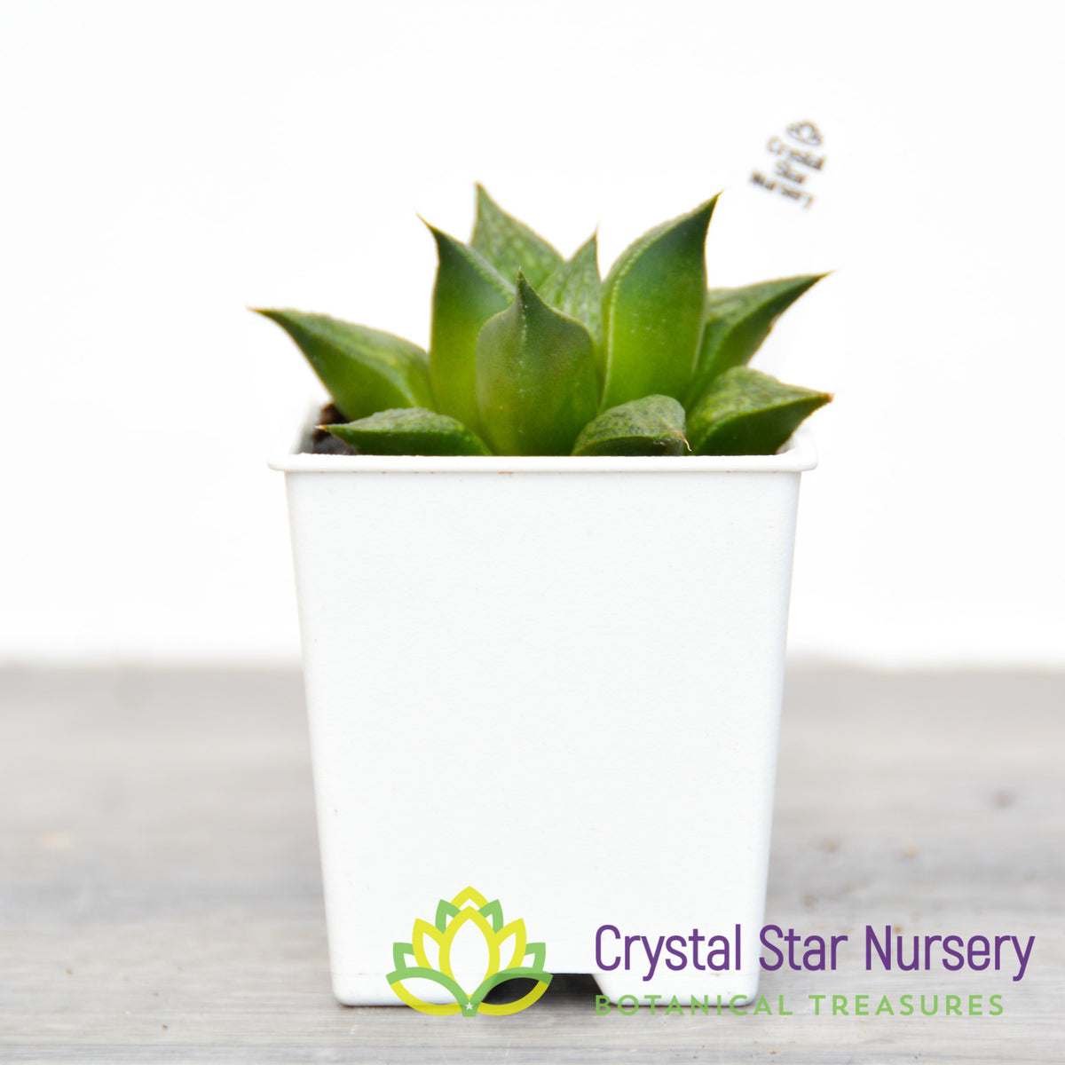 Haworthia Comptoniana Hybrid (JNC006)