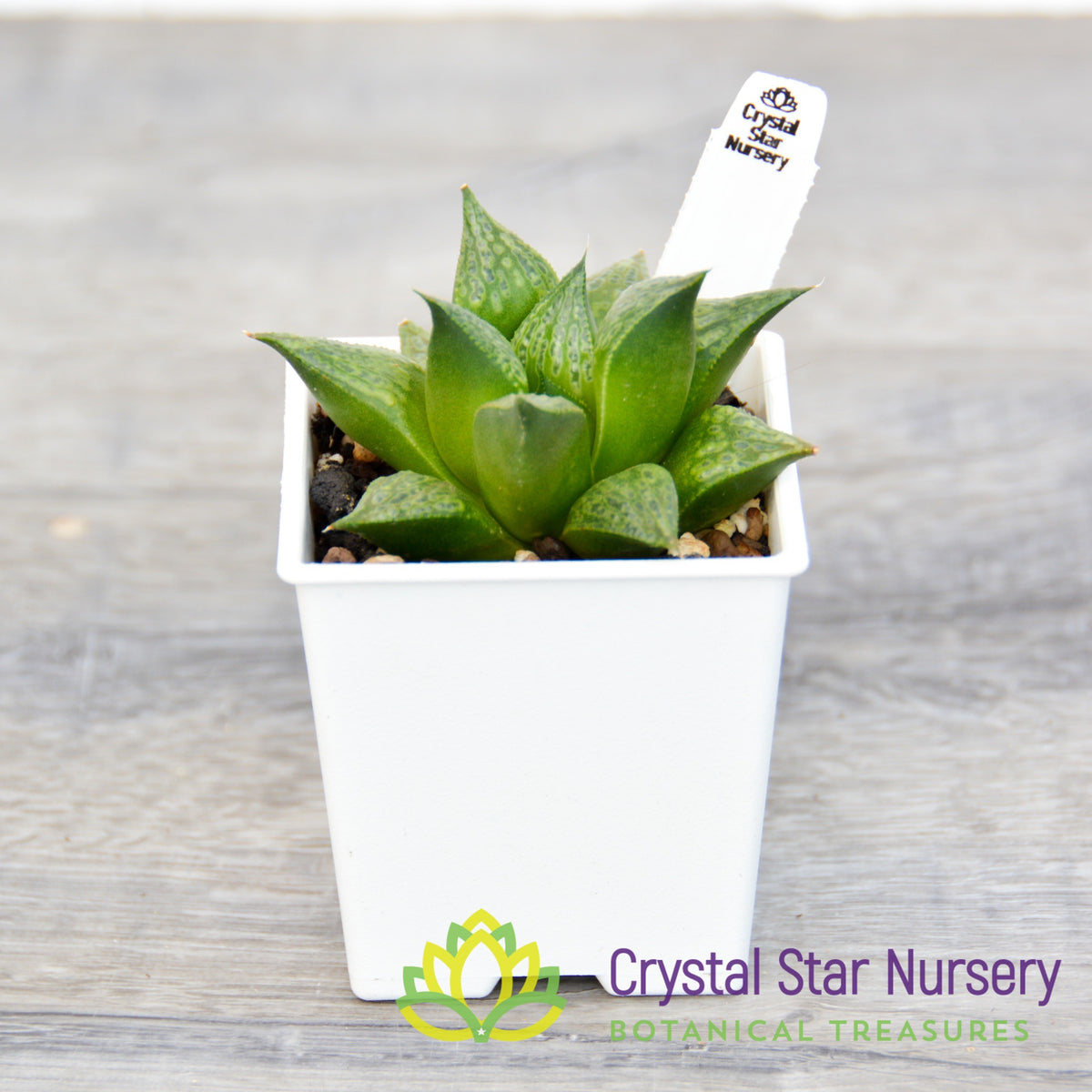 Haworthia Comptoniana Hybrid (JNC006)