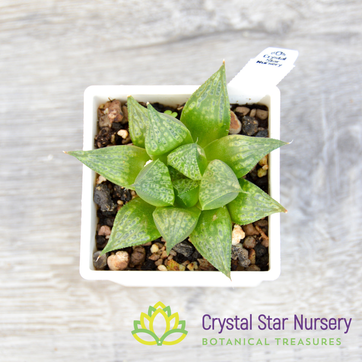 Haworthia Comptoniana Hybrid (JNC006)