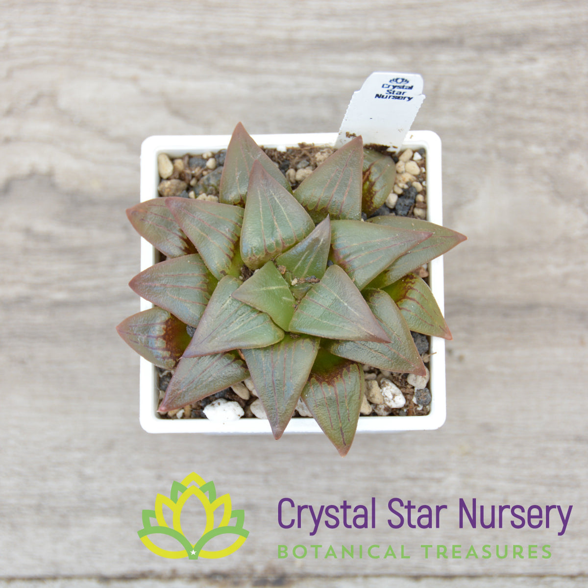 Haworthia Comptoniana Moonlight