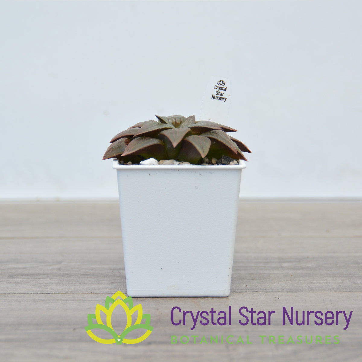 Haworthia Comptoniana Moonlight