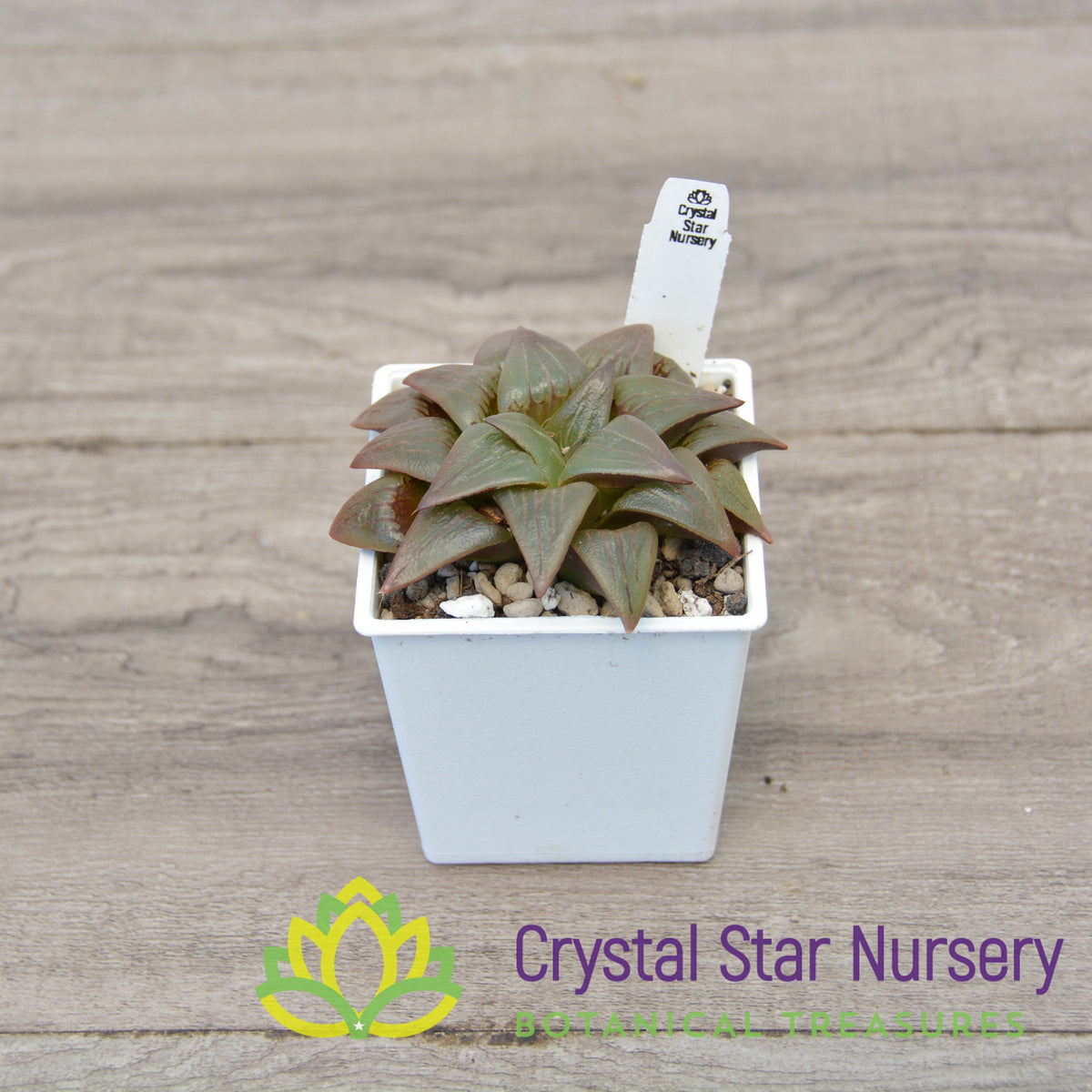 Haworthia Comptoniana Moonlight