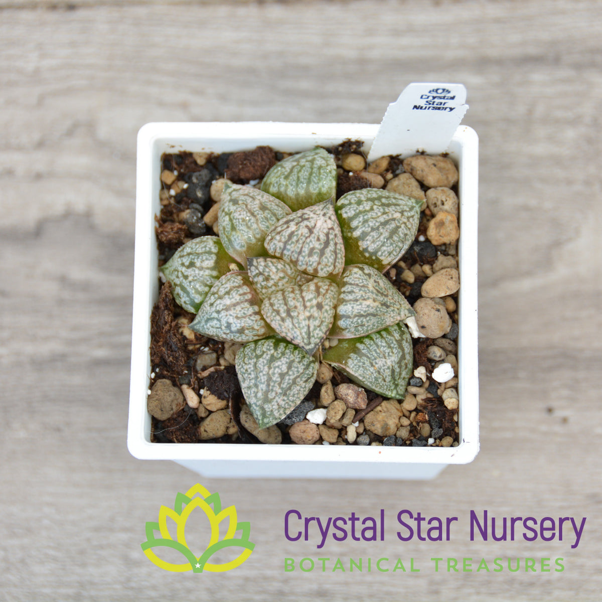 Haworthia Comptoniana Shirogin (LS078)
