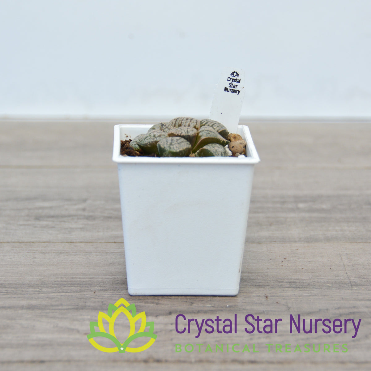Haworthia Comptoniana Shirogin (LS078)