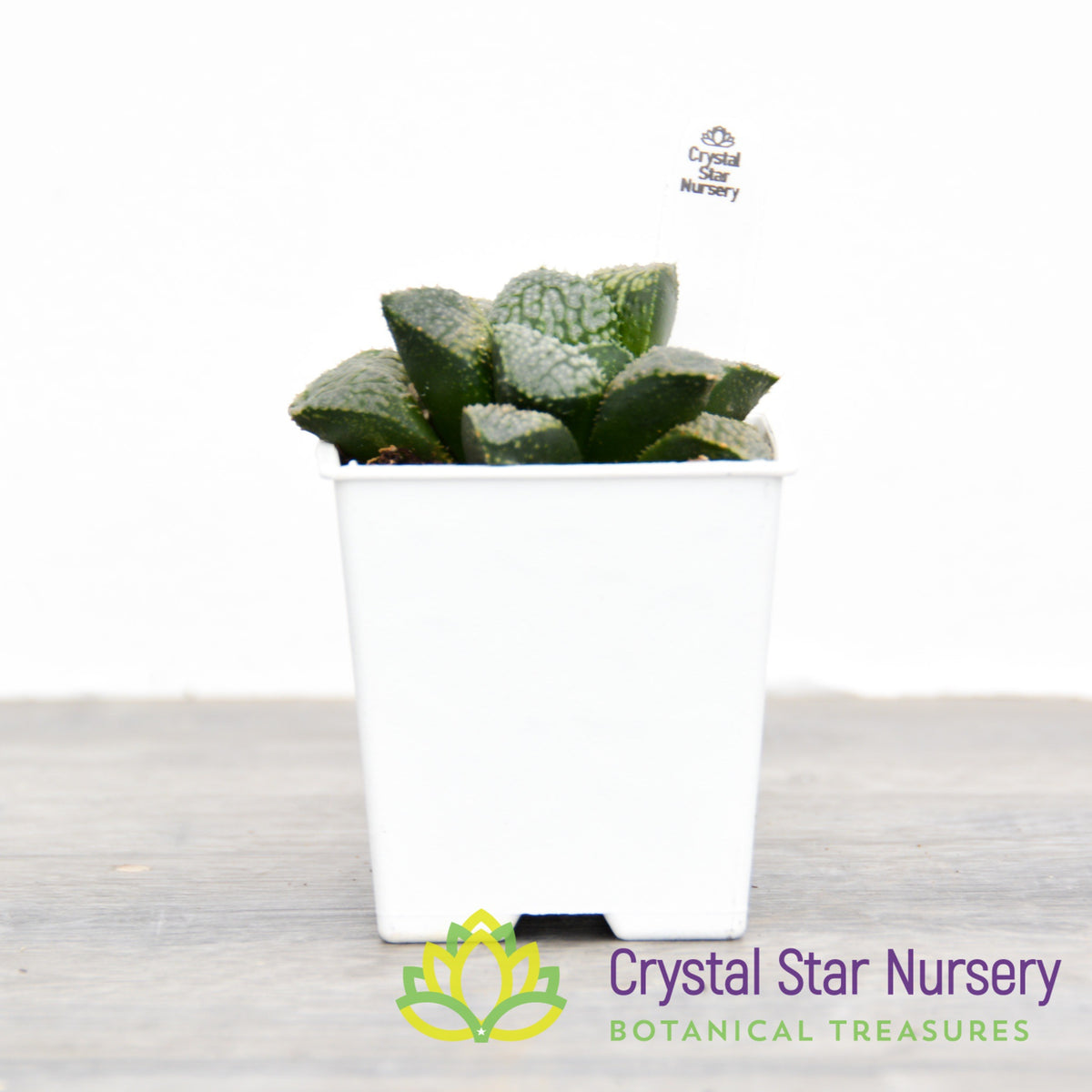 Haworthia Comptoniana &#39;Iketa&#39; (LS151)
