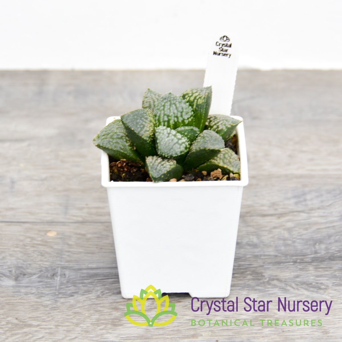 Haworthia Comptoniana &#39;Iketa&#39; (LS151)