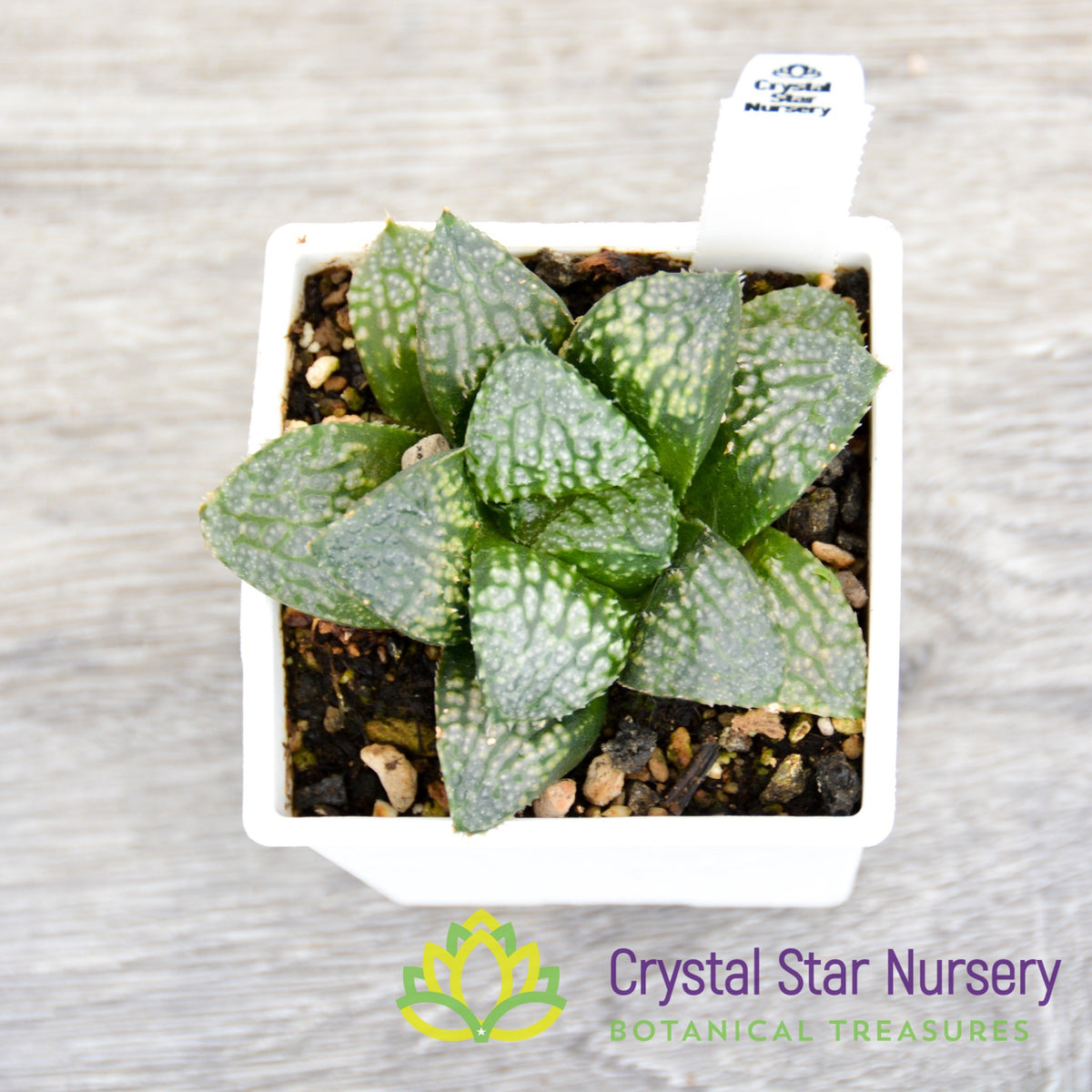 Haworthia Comptoniana &#39;Iketa&#39; (LS151)