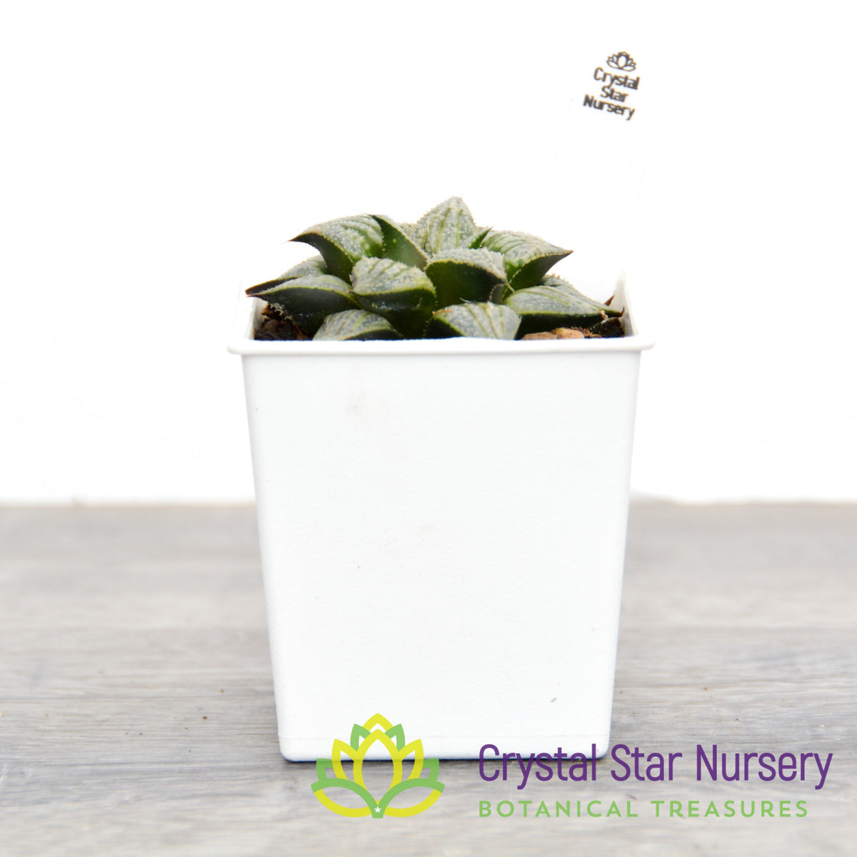 Haworthia Comptoniana &#39;Love Lady&#39; (LS075)