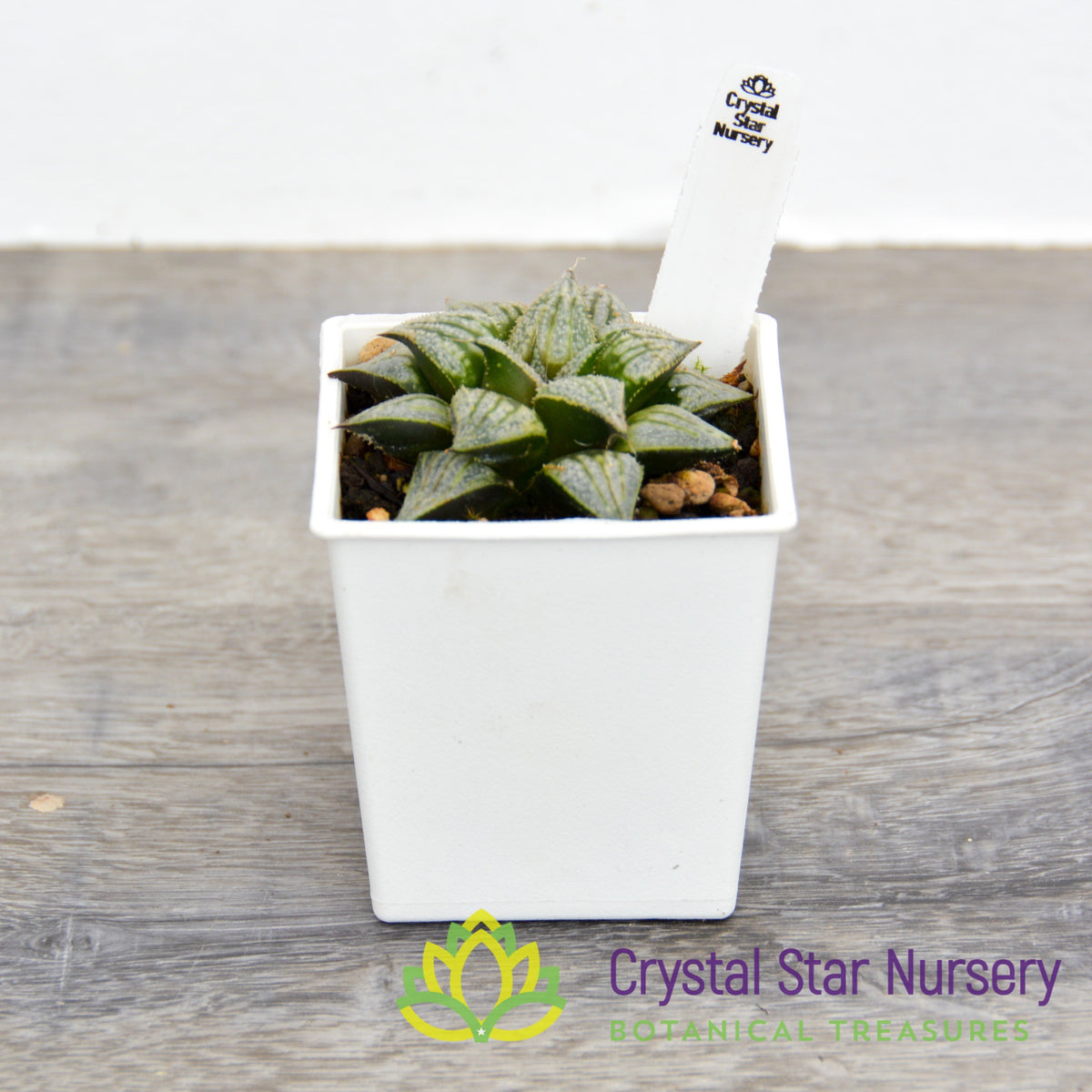 Haworthia Comptoniana &#39;Love Lady&#39; (LS075)
