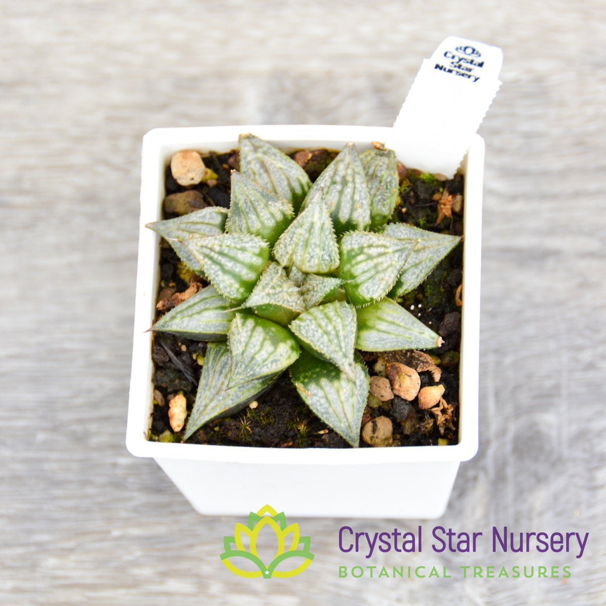Haworthia Comptoniana &#39;Love Lady&#39; (LS075)