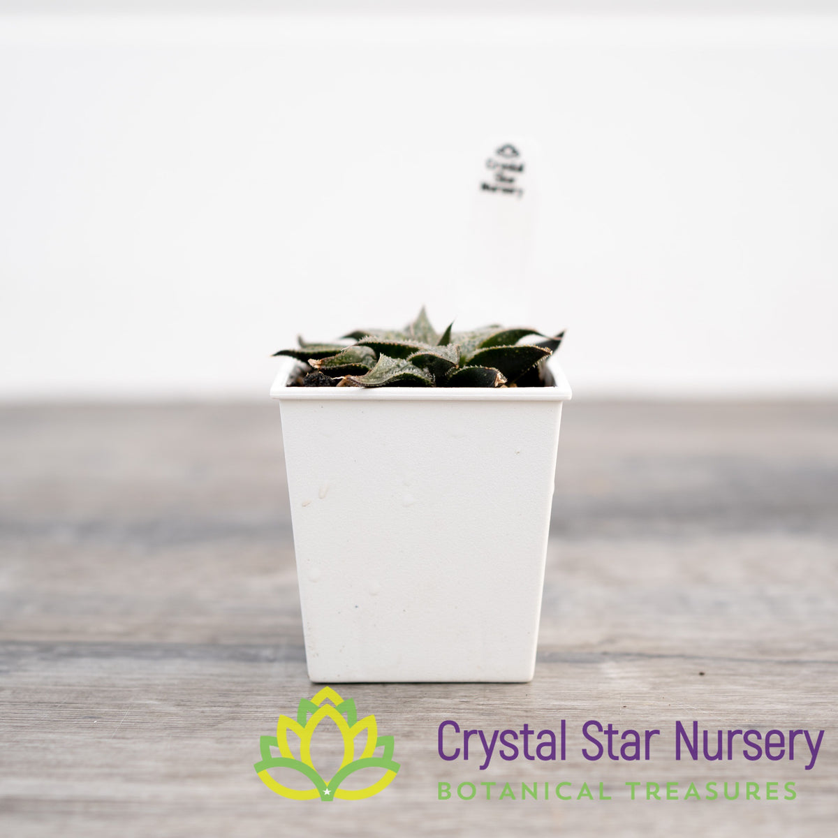 Haworthia Comptoniana &#39;Love Lady&#39; (LS075)