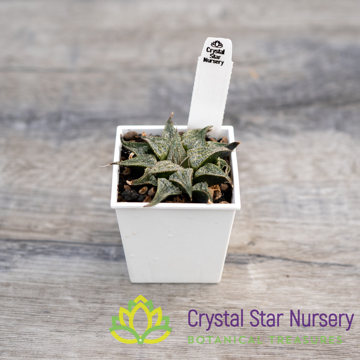 Haworthia Comptoniana &#39;Love Lady&#39; (LS075)