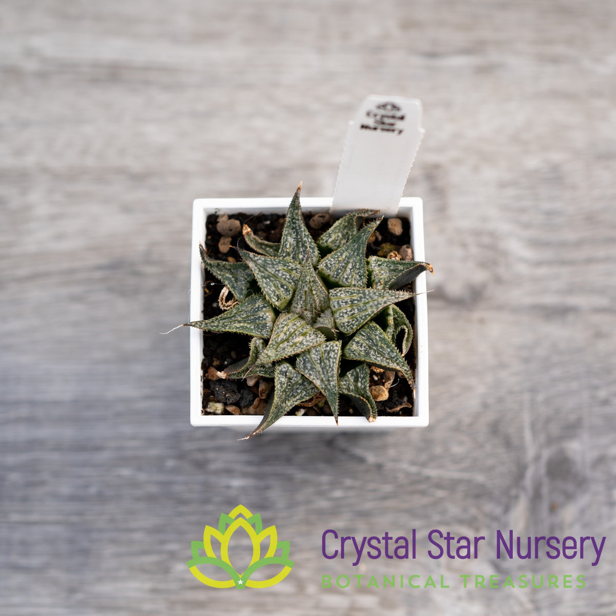 Haworthia Comptoniana &#39;Love Lady&#39; (LS075)