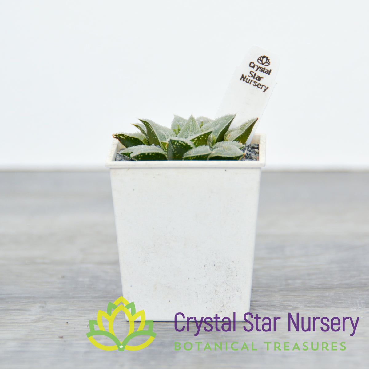 Haworthia Emelyae var Major