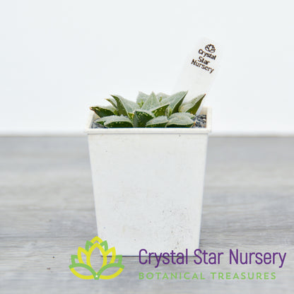 Haworthia Emelyae var Major