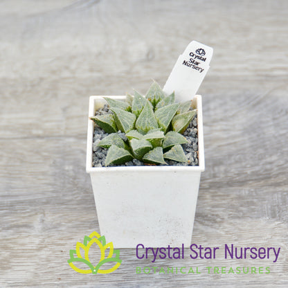 Haworthia Emelyae var Major
