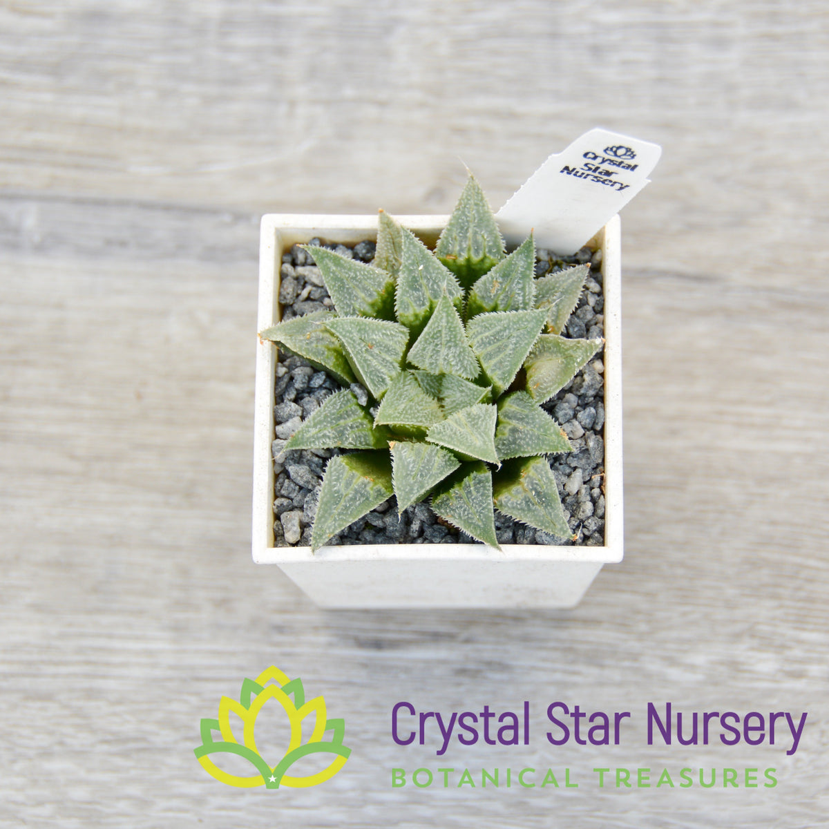 Haworthia Emelyae var Major