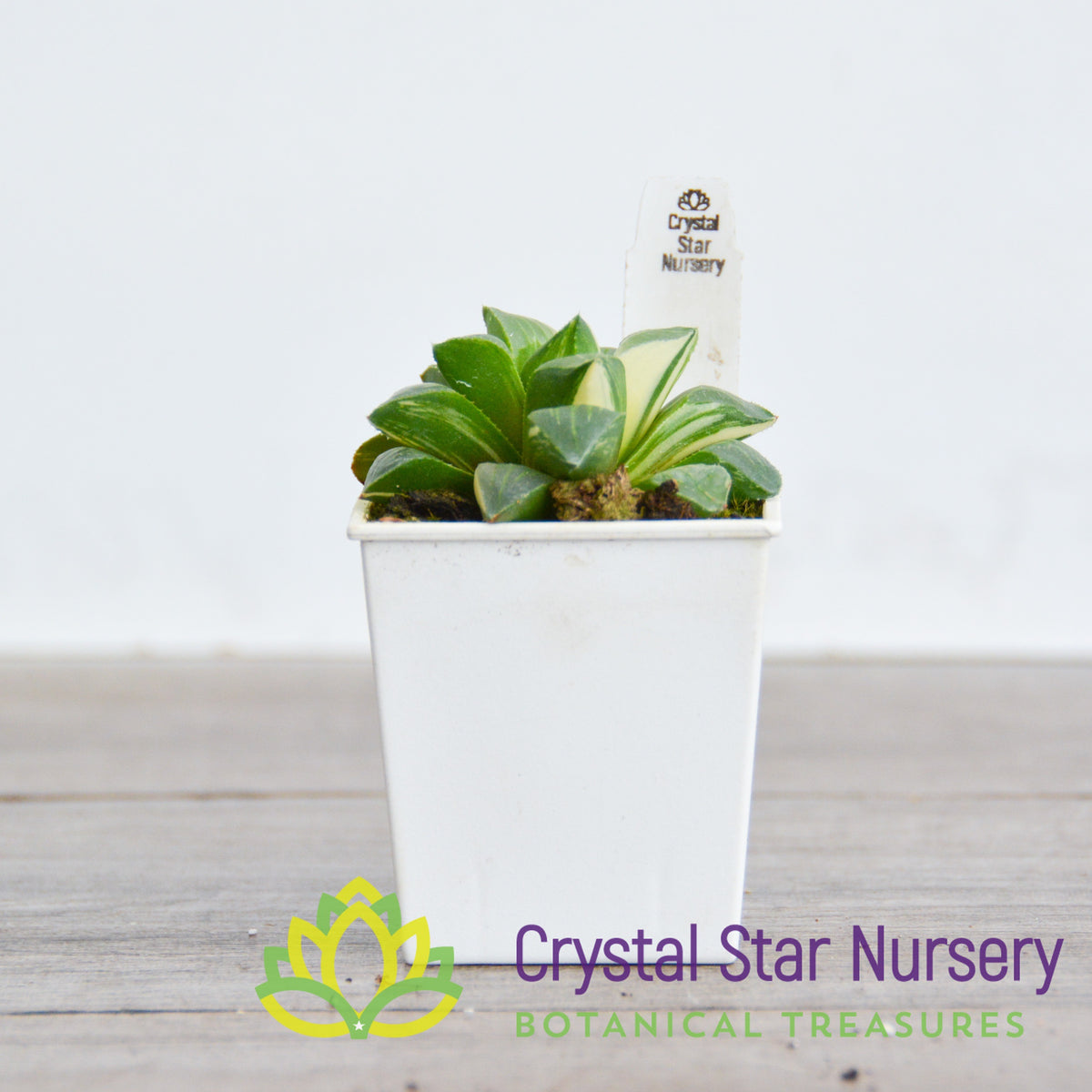 Haworthia Hybrid Variegated