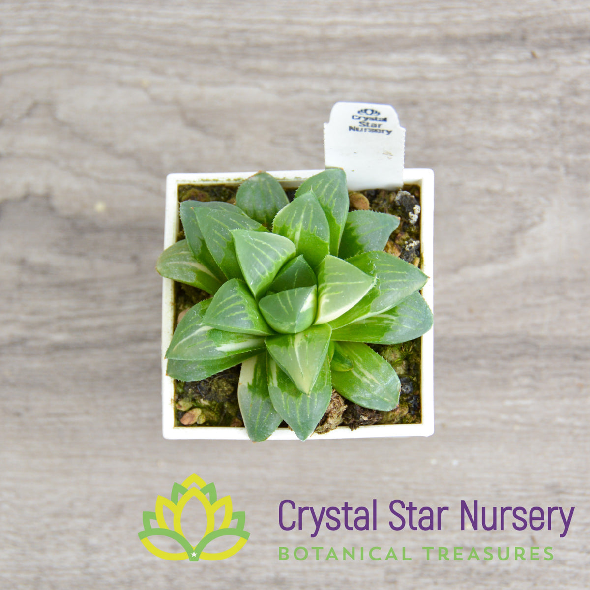 Haworthia Hybrid Variegated