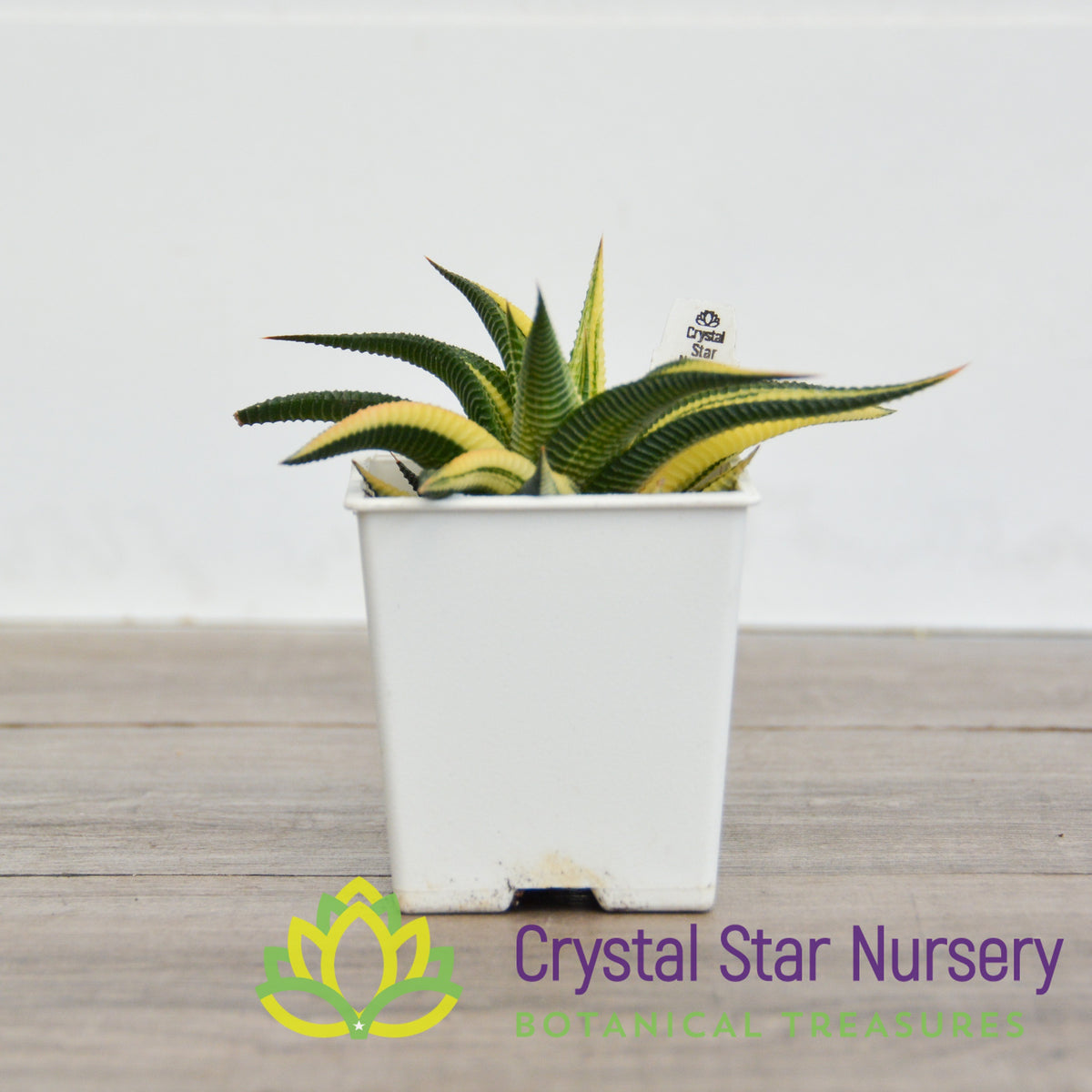 Haworthia Limifolia Variegated