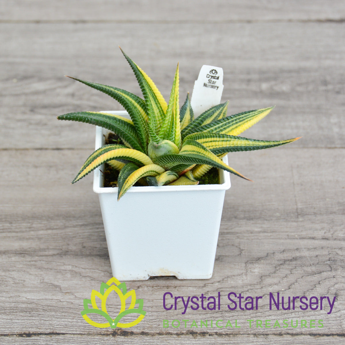 Haworthia Limifolia Variegated