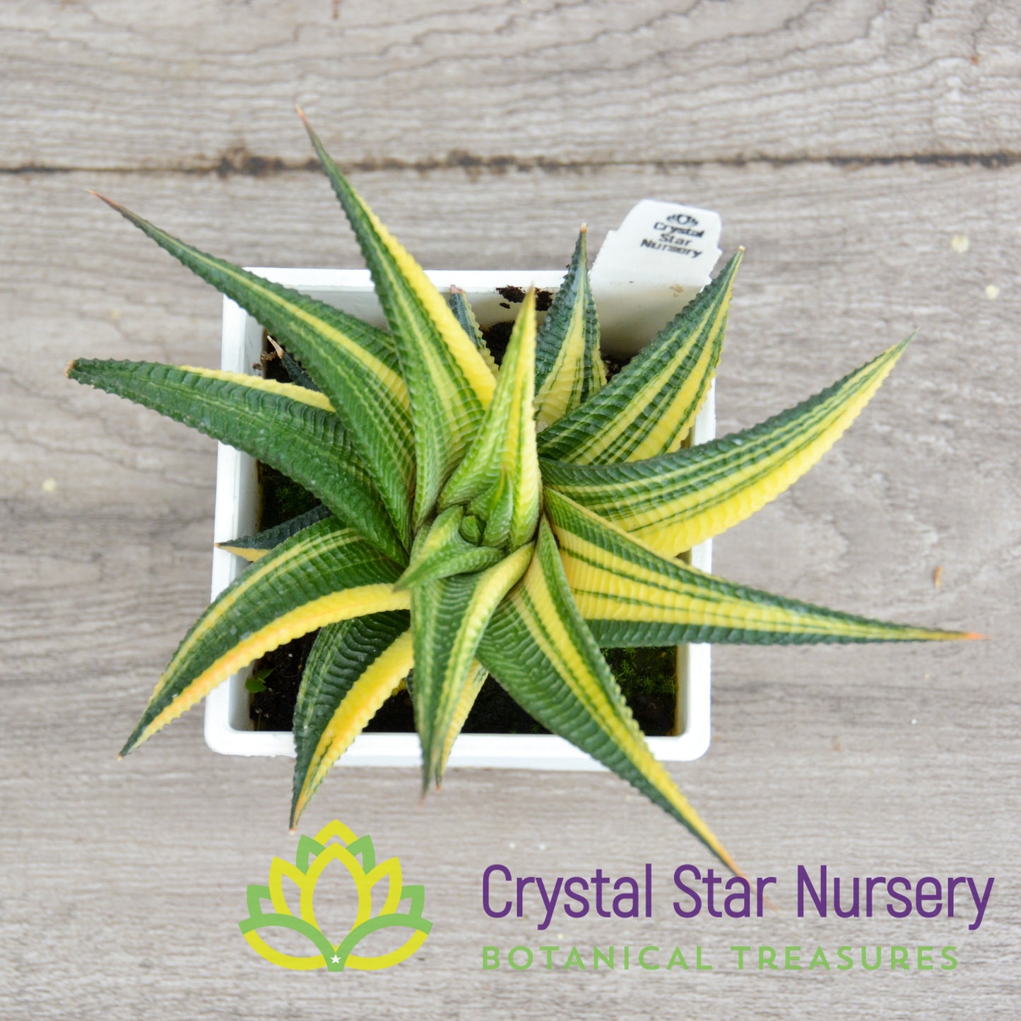 Haworthia limifolia Variegated