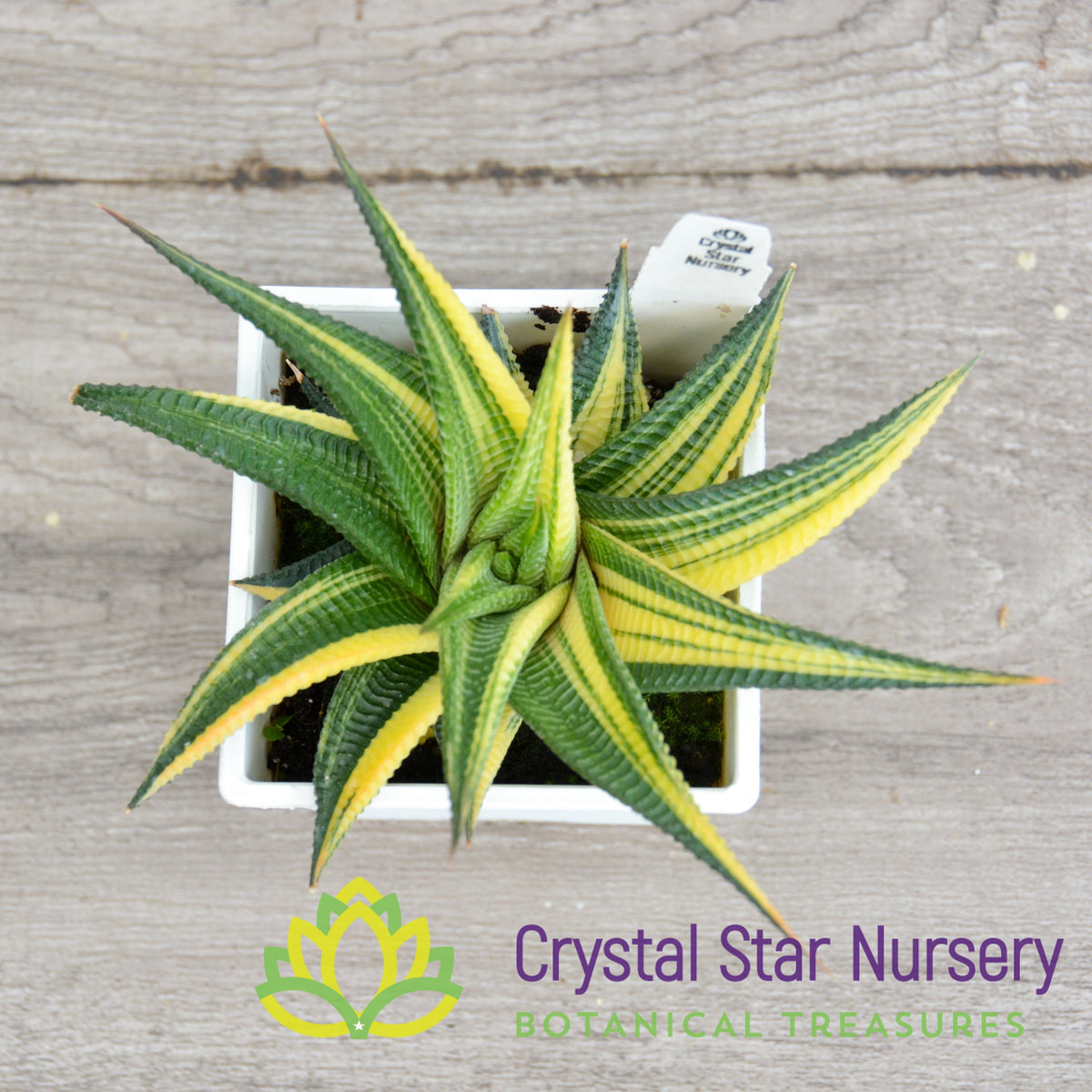 Haworthia Limifolia Variegated