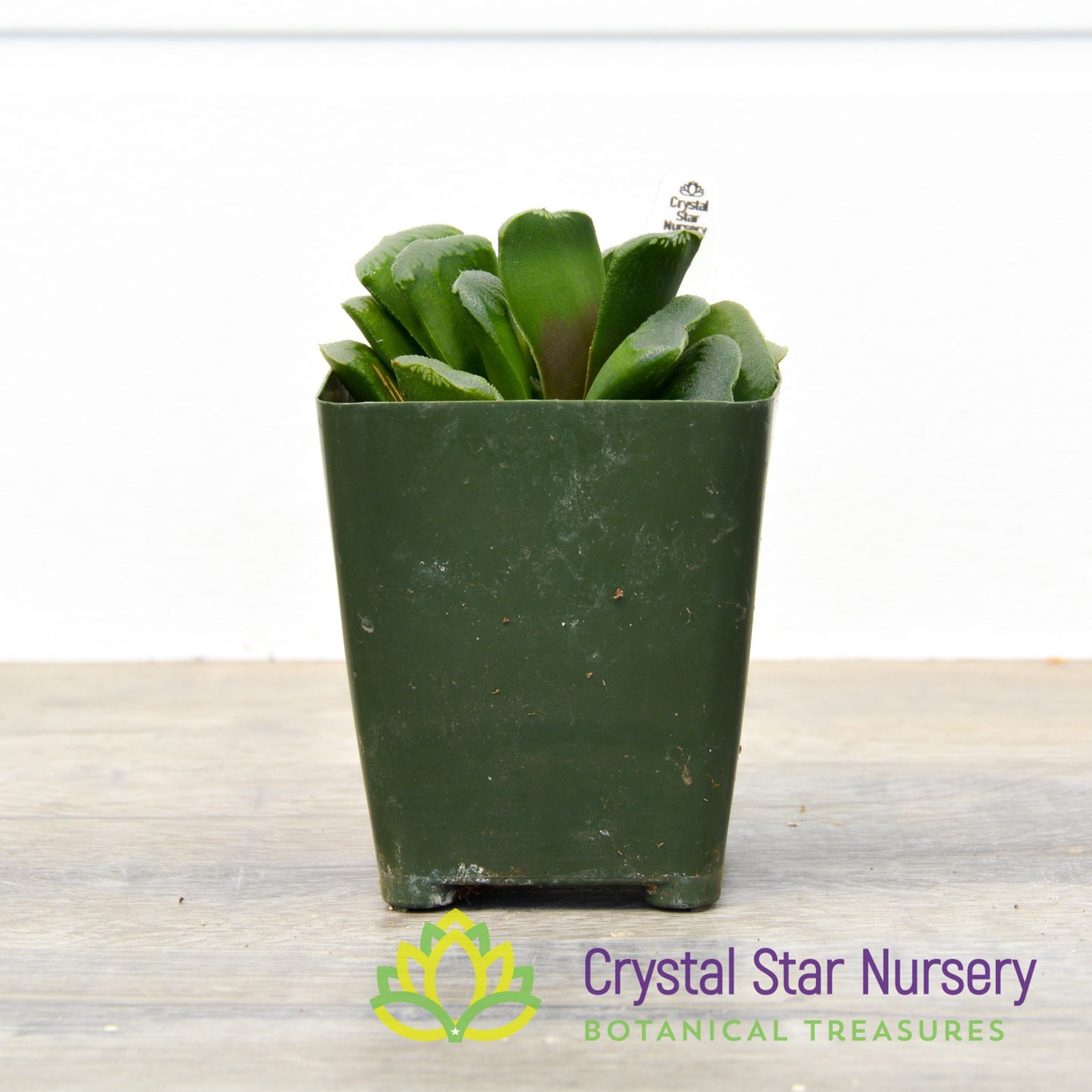 Haworthia Maughanii x Truncata