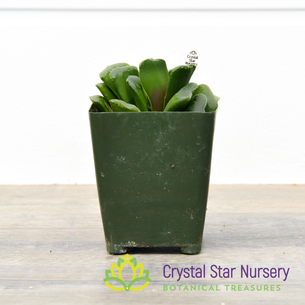 Haworthia Maughanii x Truncata