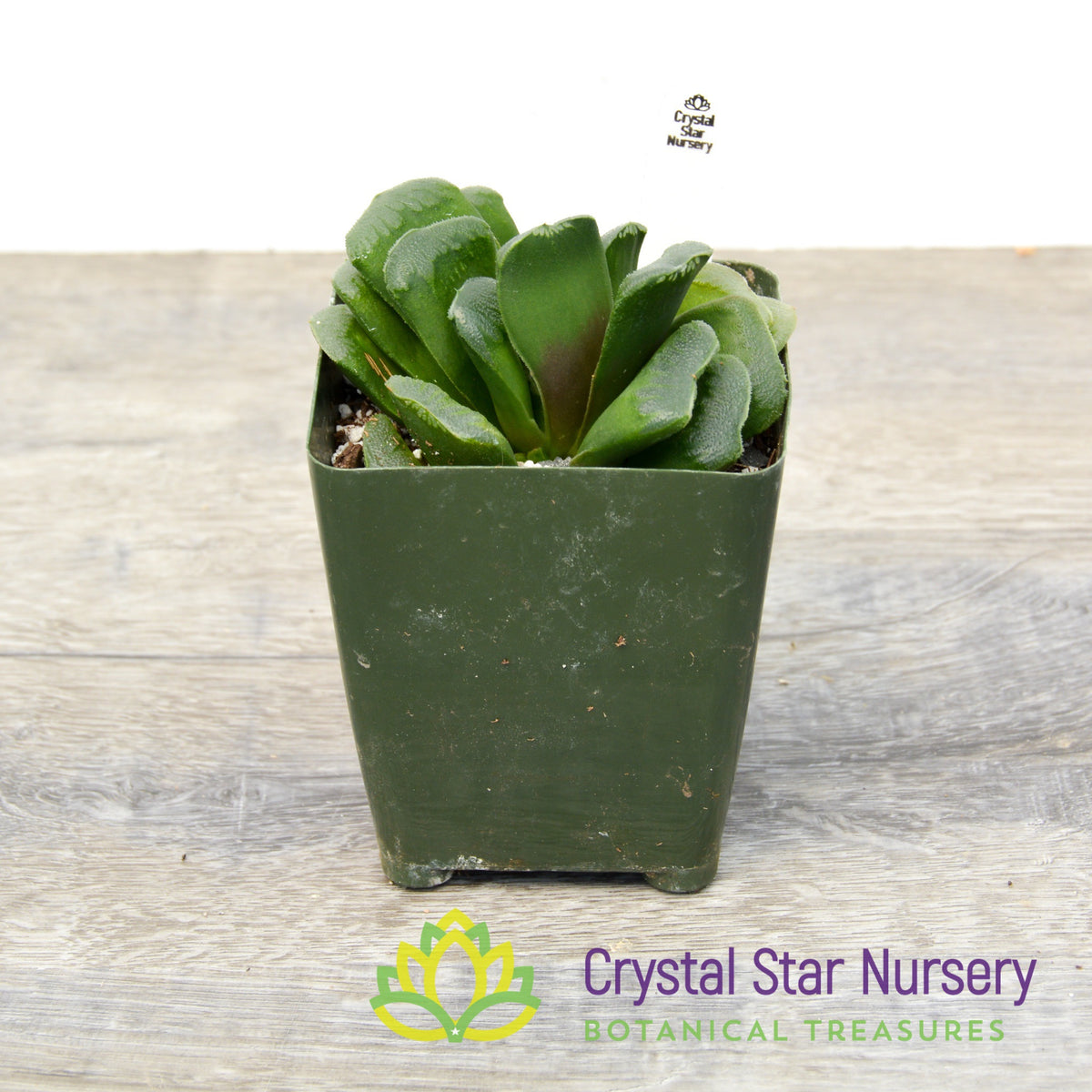 Haworthia Maughanii x Truncata