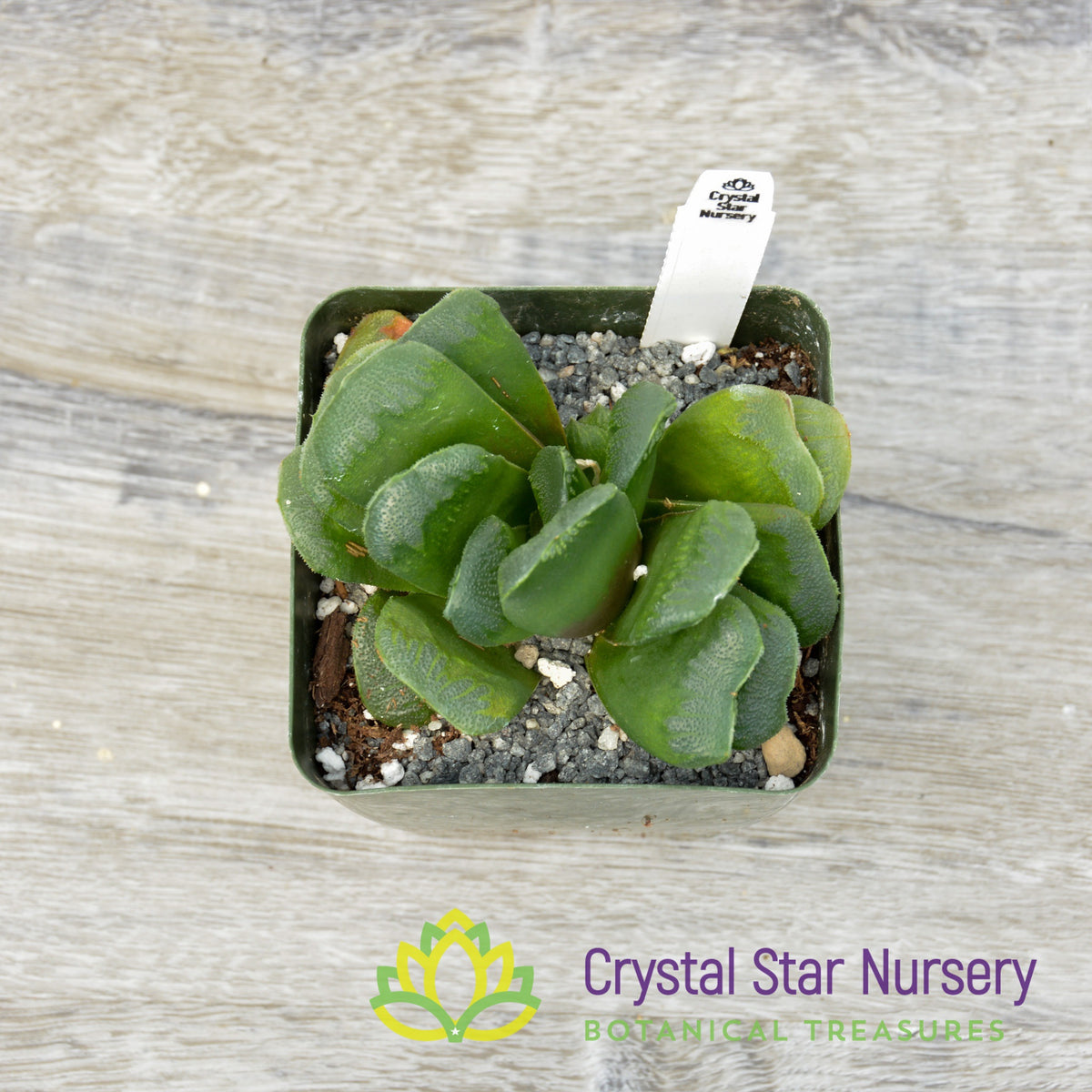 Haworthia Maughanii x Truncata
