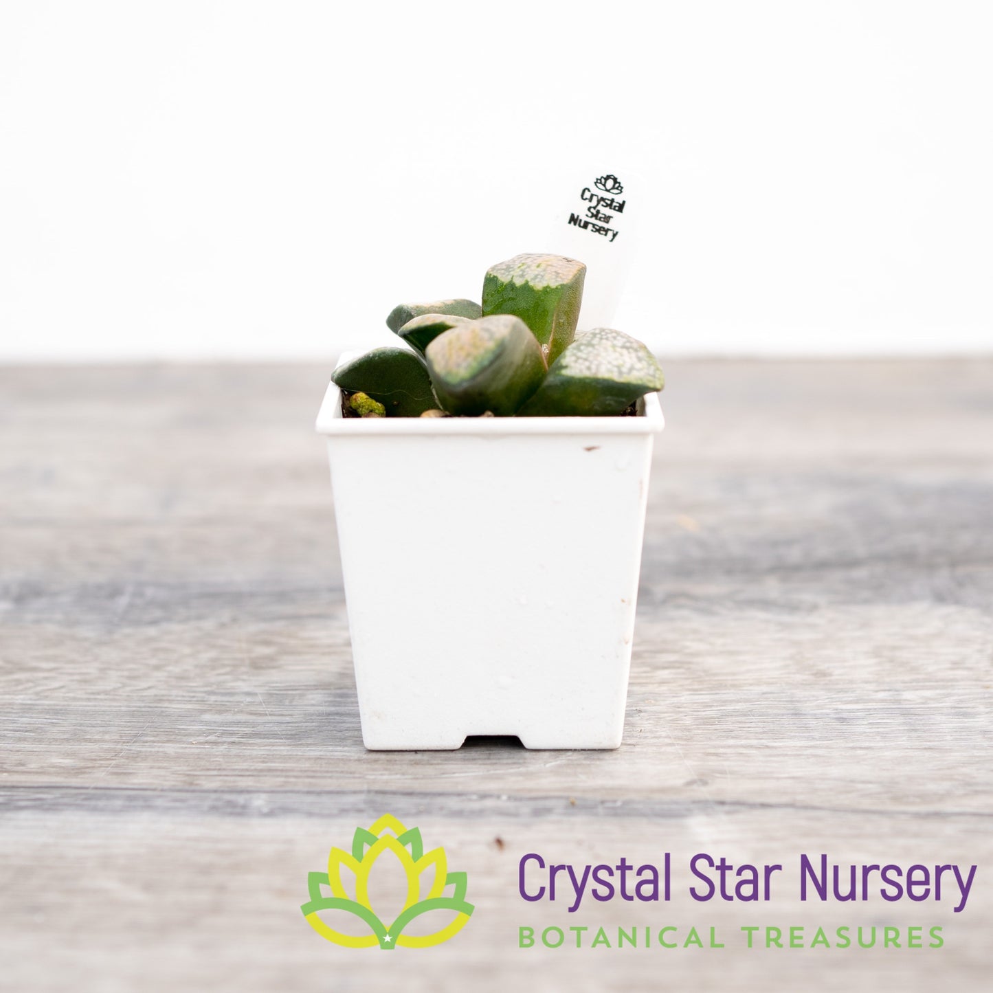 Haworthia Mutica 'Groenewaldii' (4/LS150)
