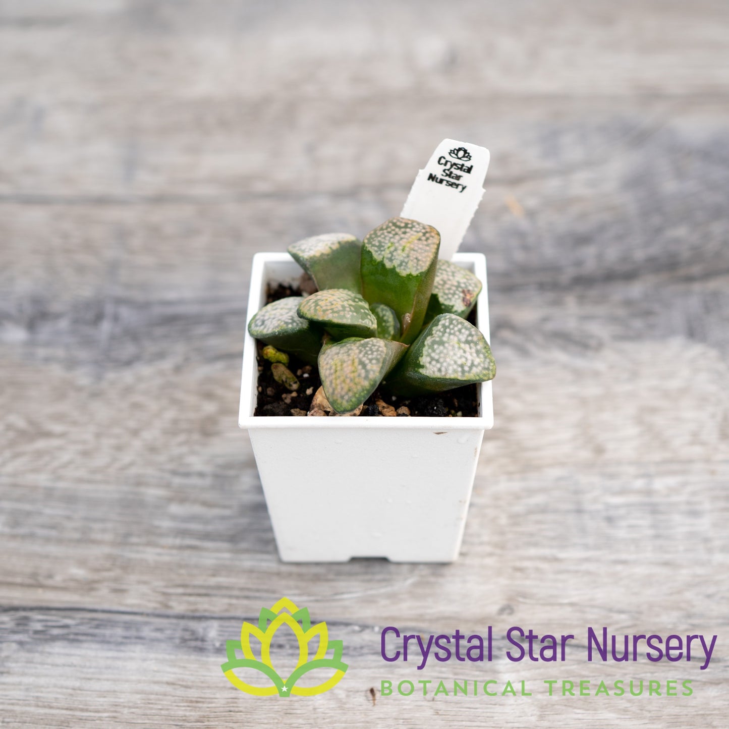 Haworthia Mutica 'Groenewaldii' (4/LS150)