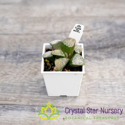 Haworthia Mutica 'Groenewaldii' (4/LS150)