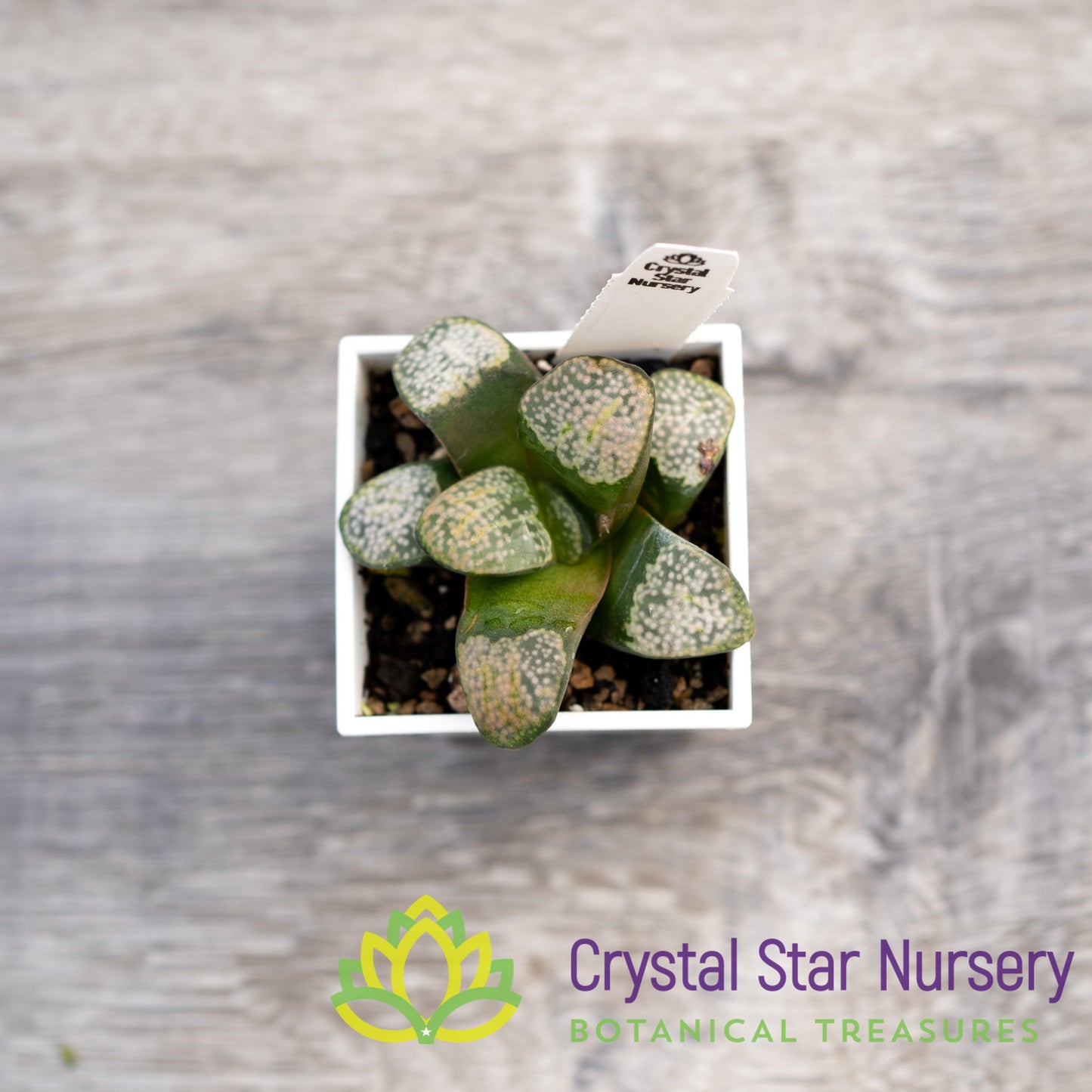 Haworthia Mutica 'Groenewaldii' (4/LS150)