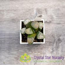 Haworthia Mutica 'Groenewaldii' (4/LS150)