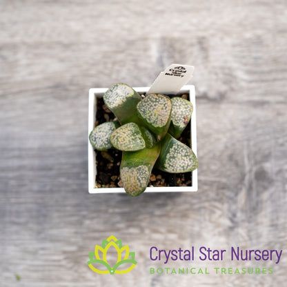Haworthia Mutica 'Groenewaldii' (4/LS150)