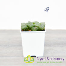 Haworthia Obtusa Hybrid (LS134)