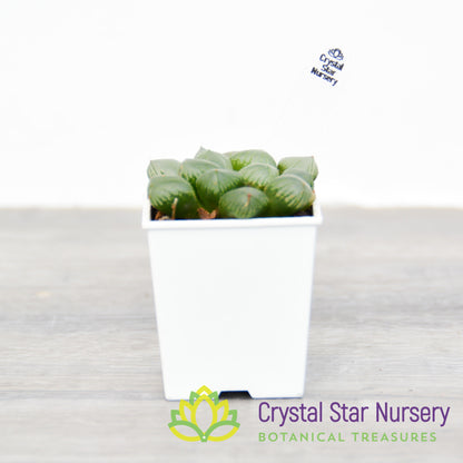 Haworthia Obtusa Hybrid (LS134)