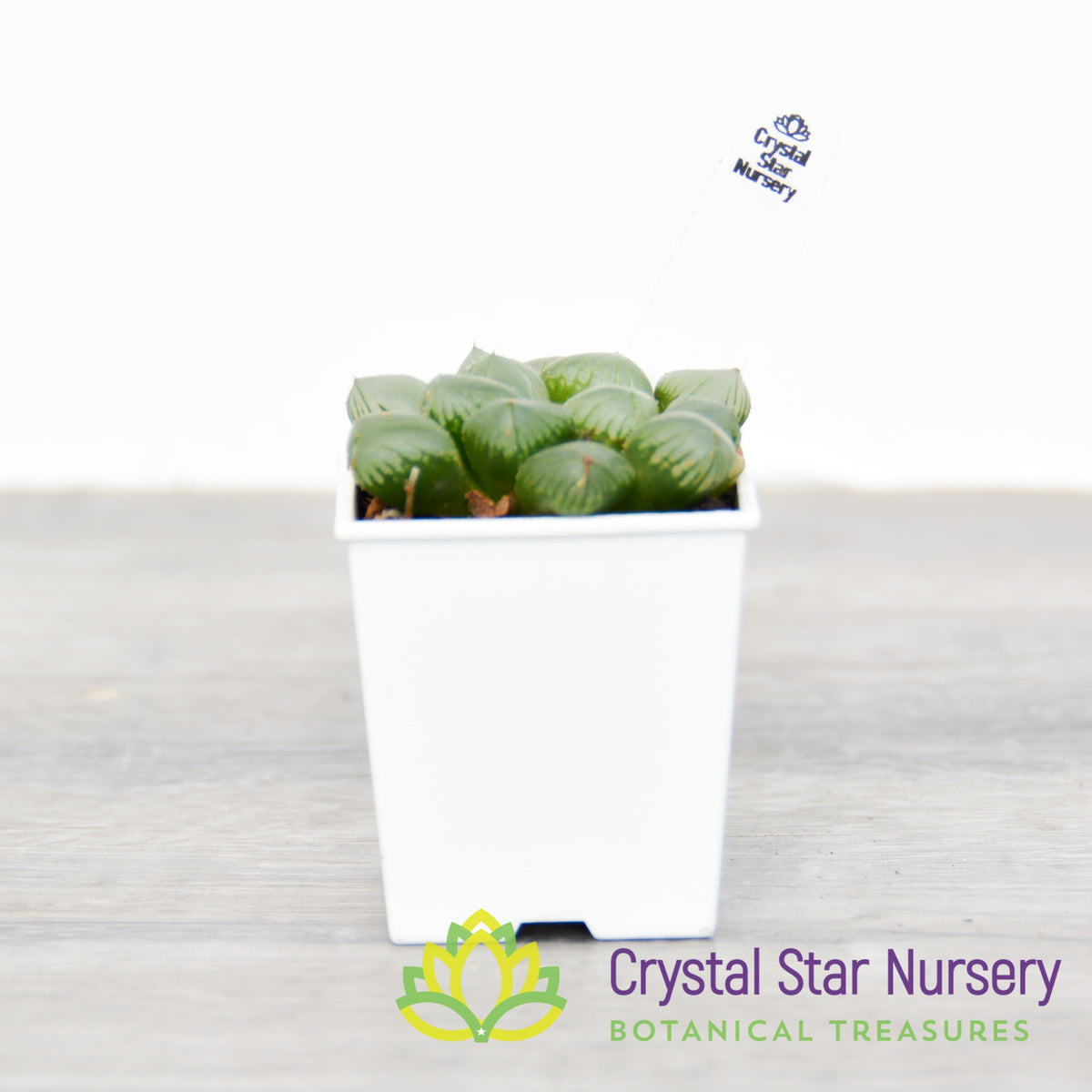 Haworthia Obtusa Hybrid (LS134)