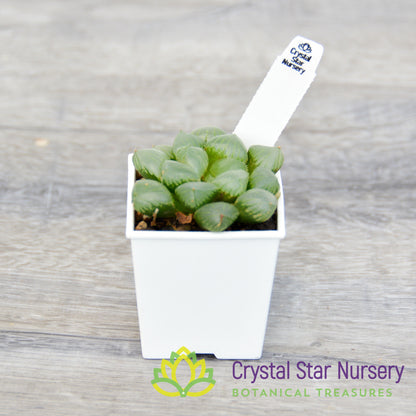 Haworthia Obtusa Hybrid (LS134)