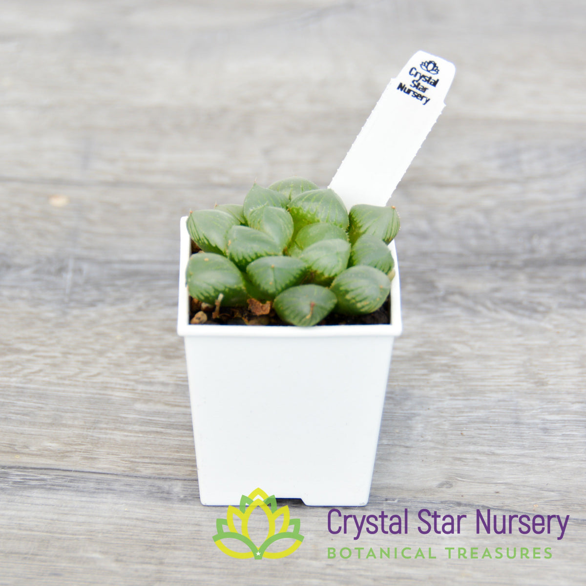 Haworthia Obtusa Hybrid (LS134)